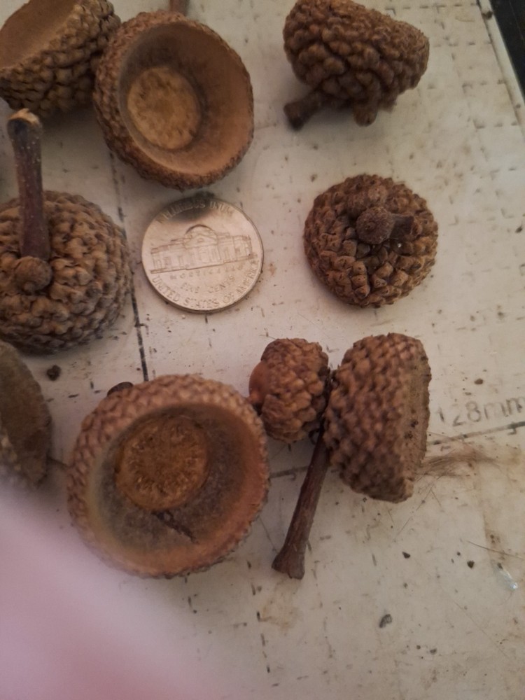 Large Acorns With Caps For Crafts