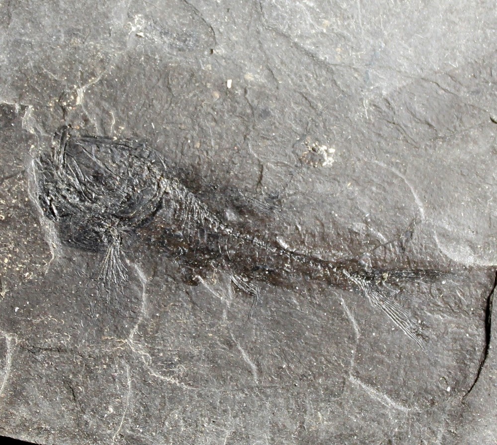 Vinciguerria distincta - Oligocene fossil fish