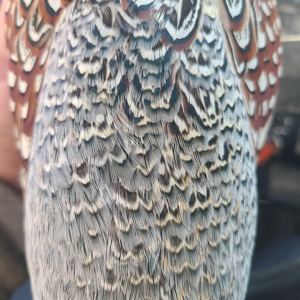 48 Ringneck Pheasant Fertile Hatching Eggs.
