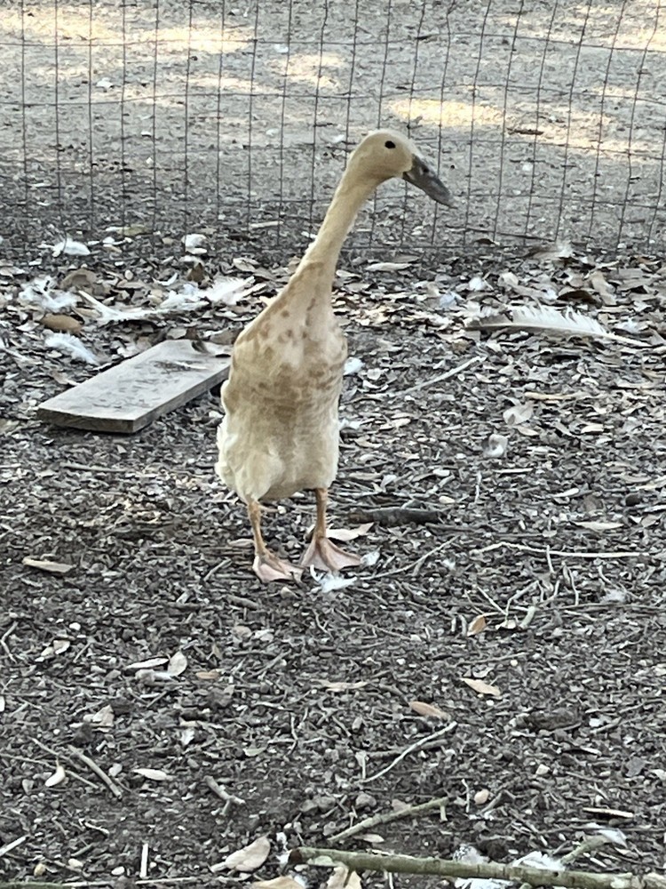 12 Indian Runner Duck Hatching Eggs (1 Doz)
