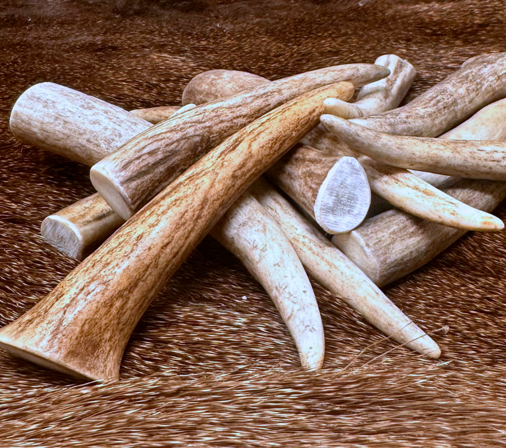 5 PACK - Premium *A* GRADE - Deer Antler Crafting Tips (Choose Size)
