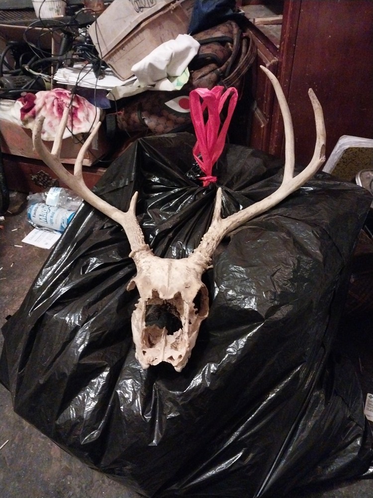 Deer Complete Skull 7 Point Rack .