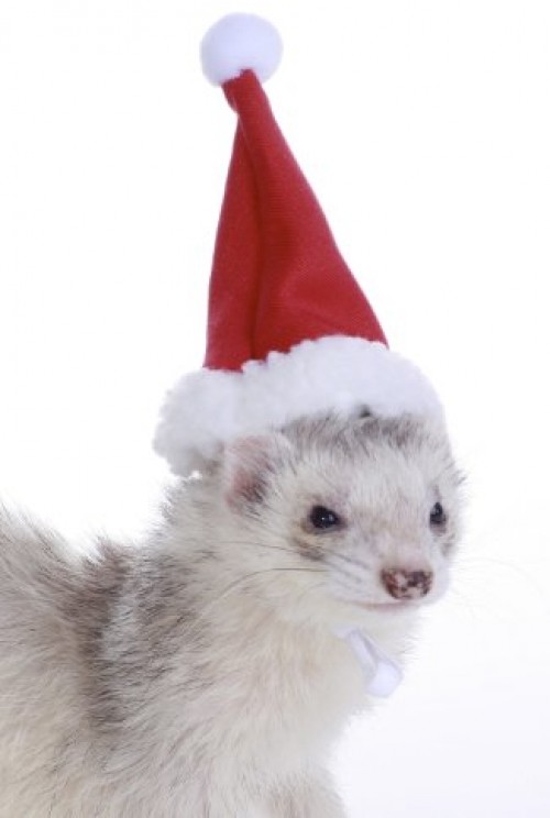 Marshall Ferret Santa Hat