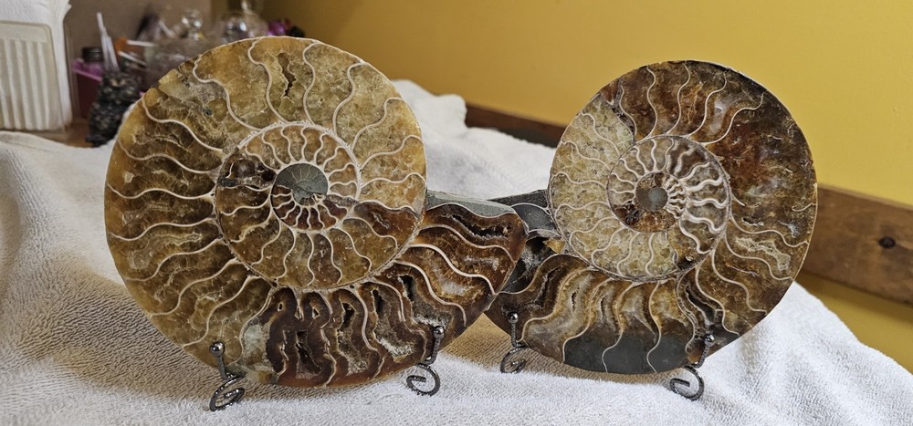 Ammonite Natural Pair