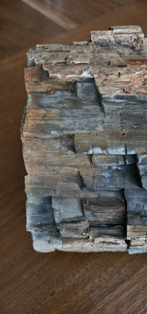 Petrified Wood Collection Display Piece Beautiful