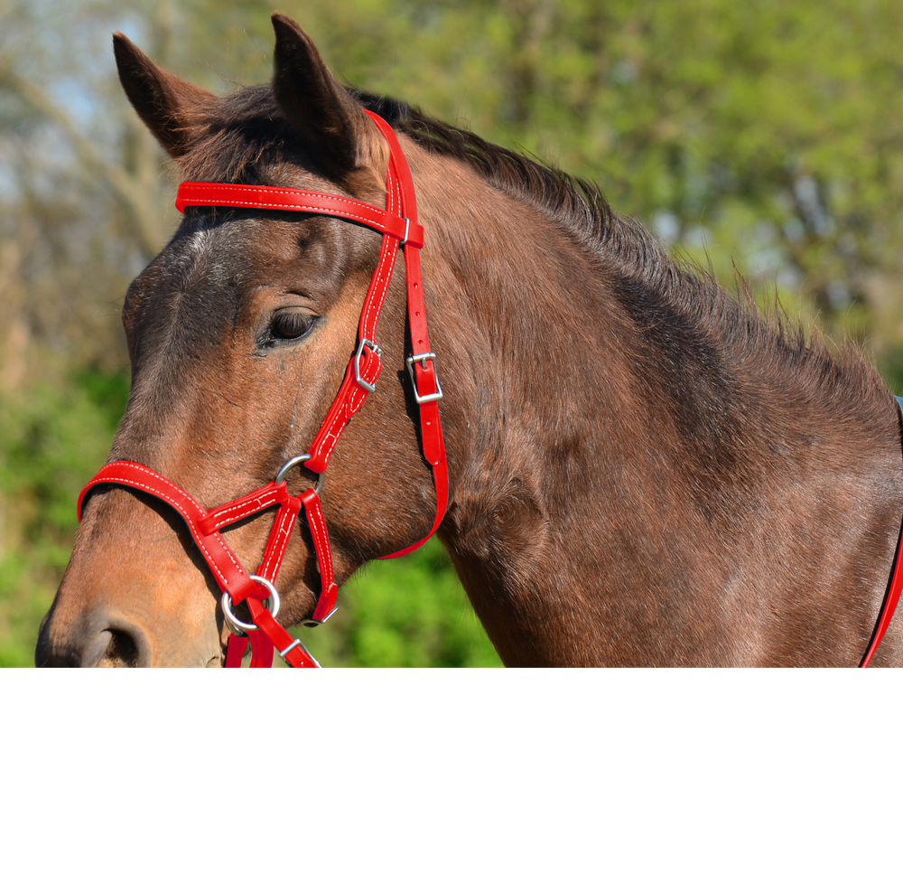 LARGE HORSE SIZE Any Color SIDEPULL Bitless BRIDLE & REINS made w Beta Biothane