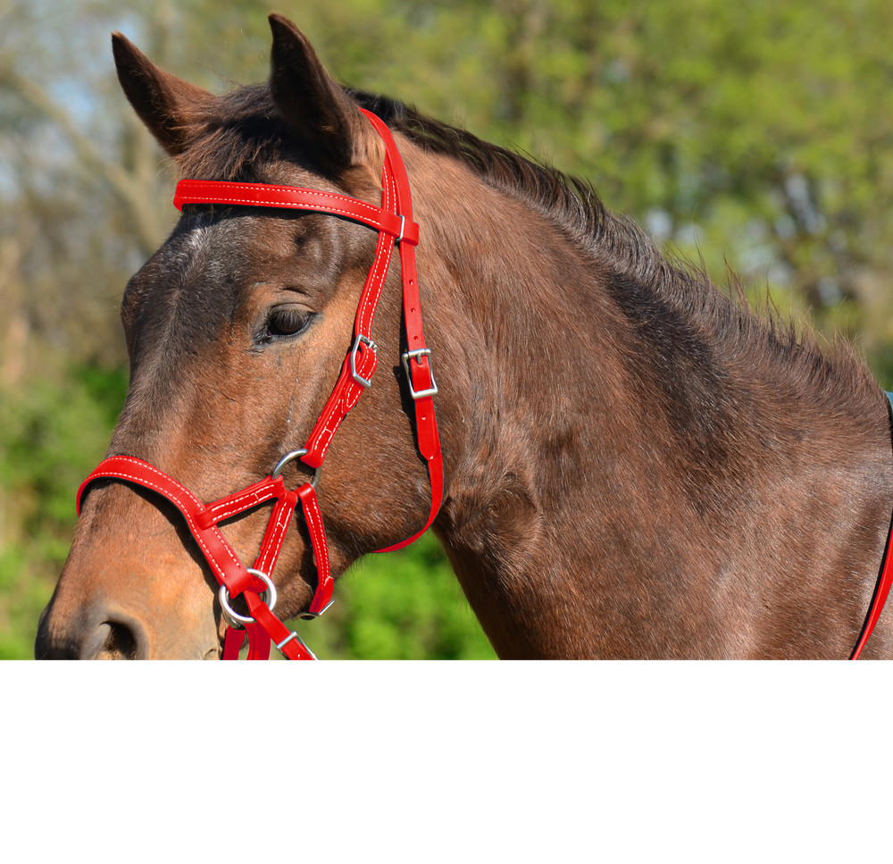 PONY SIZE Any Color SIDEPULL Bitless BRIDLE & REINS made w Beta Biothane