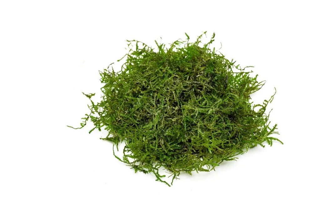 live java moss (grown submerged)