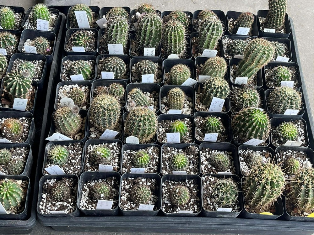 Echinopsis hybrid 'CS #1' buds, 2" pot size