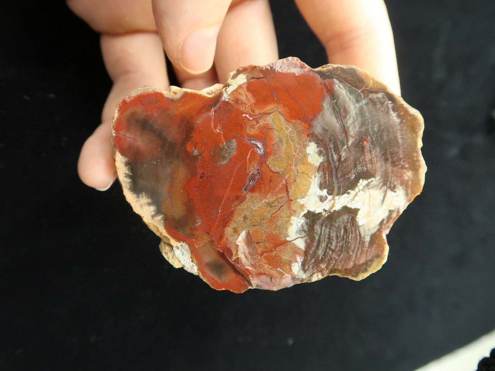 Petrified Wood Round Circle Cliffs Utah Polished