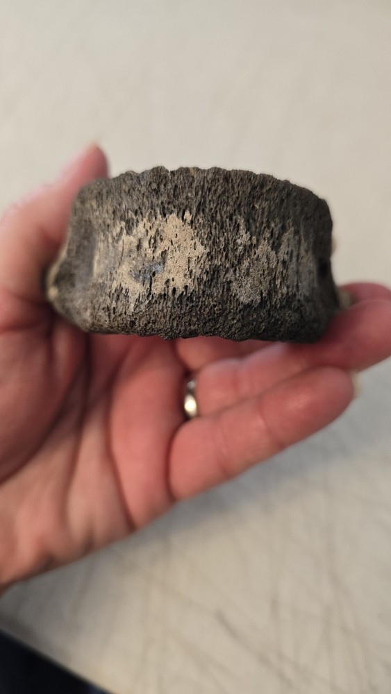 Fossilized Mosasaurus? Vertebra? Reptile Bone? Dinosaur? Real? Replica? READ