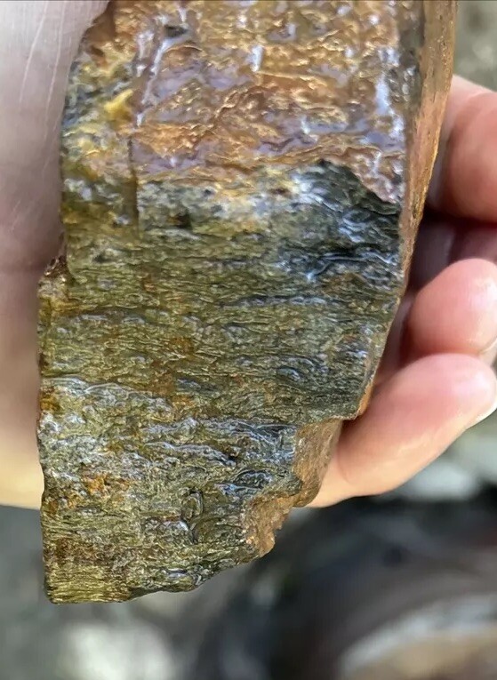 Tempskya petrified Palmwood