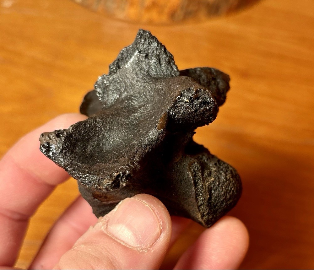 Museum Quality Associated Fossilized Alligator Vertebra Mount
