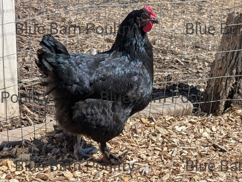 6 Lavender and Split to Solid Black Marans Chicken Hatching Eggs Purebred NPIP
