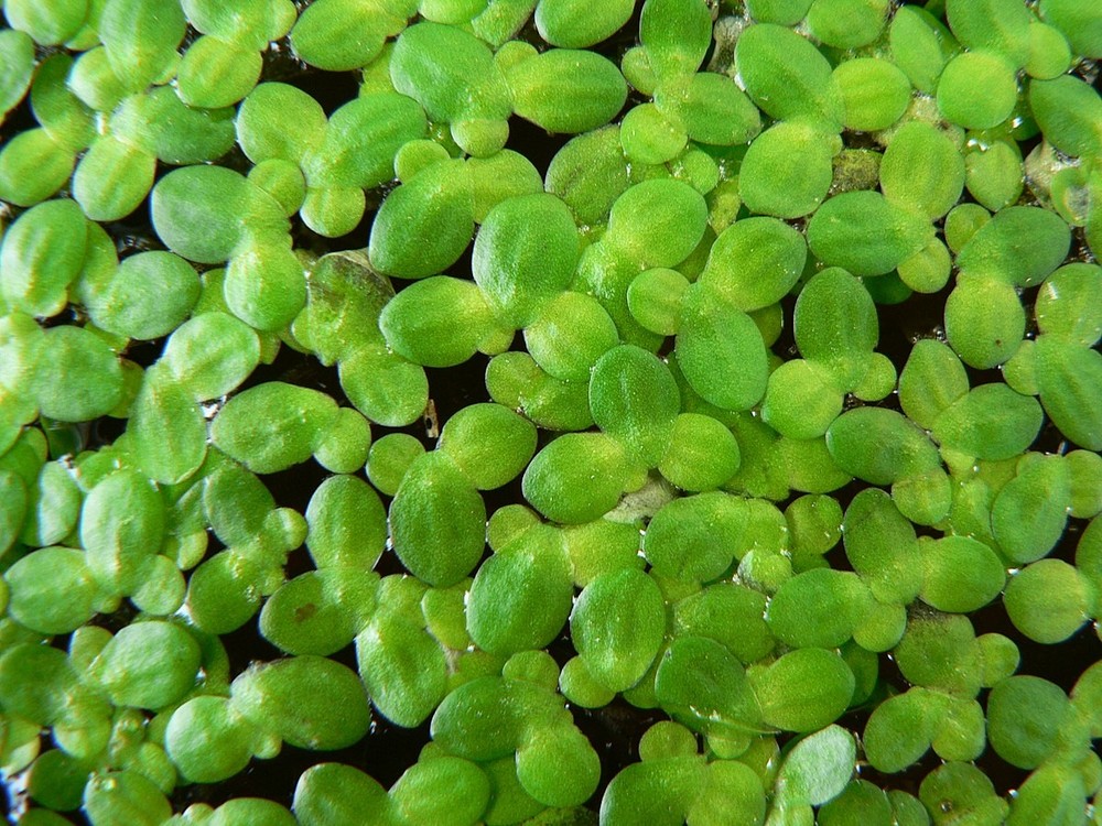 Floating Plant Combo Pack