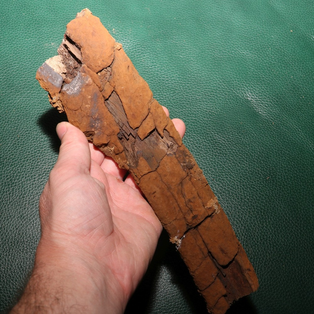 Nice DINOSAUR RIB Section - Authentic Fossil Hell Creek Formation Specimen