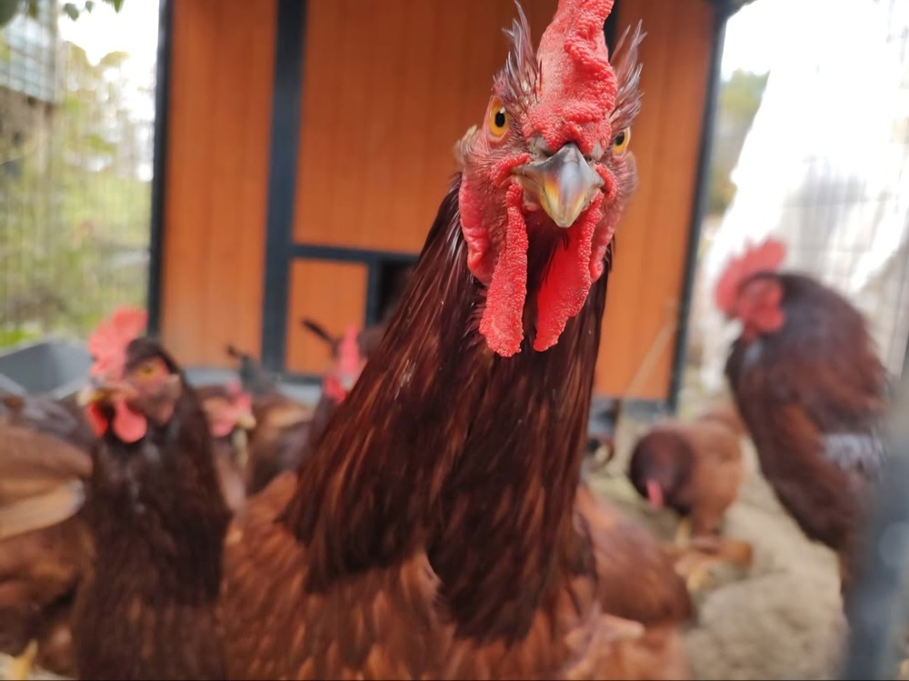 6+ Purebred Rhode Island Red Chicken Hatching Eggs