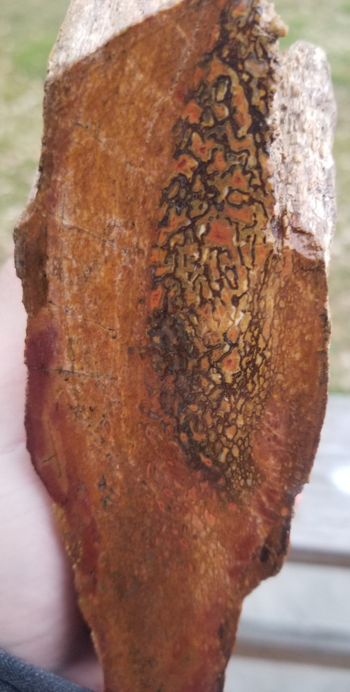Agatized Dinosaur Gem Bone Rainbow Multicolor Roughcut 584g Specimen Cab Lap