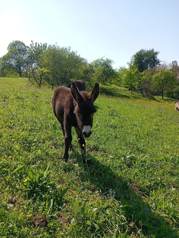 Lucky donkey