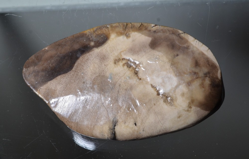 Utah Petrified Wood