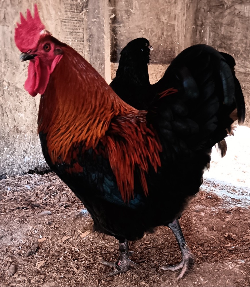 12+ Rainbow Hatching Eggs – Marans, English Orpingtons, Olive Egger, Moss & AM