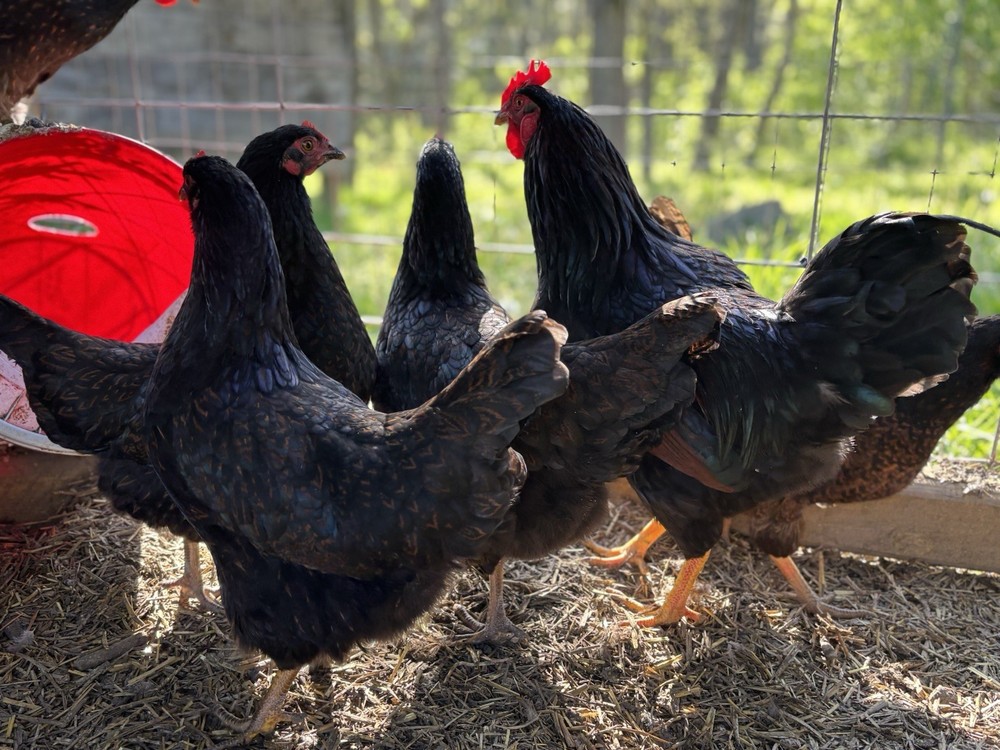 Barnevelder hatching eggs (12 Eggs)