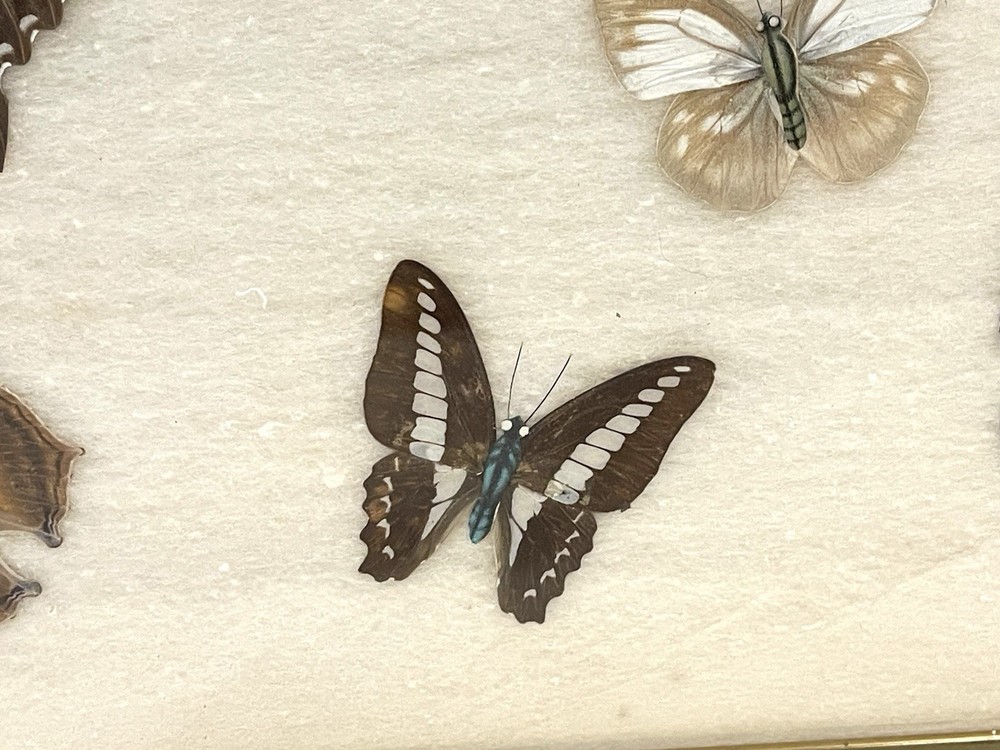 Vintage Butterfly Specimens Framed