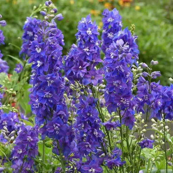 Delphinium  Dasante Blue  (10) Live Plant Plugs