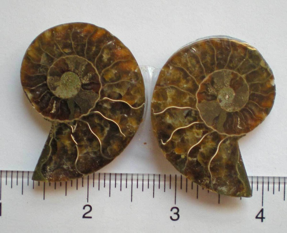 Opalized Ammonite Specimen from Madagascar r976e