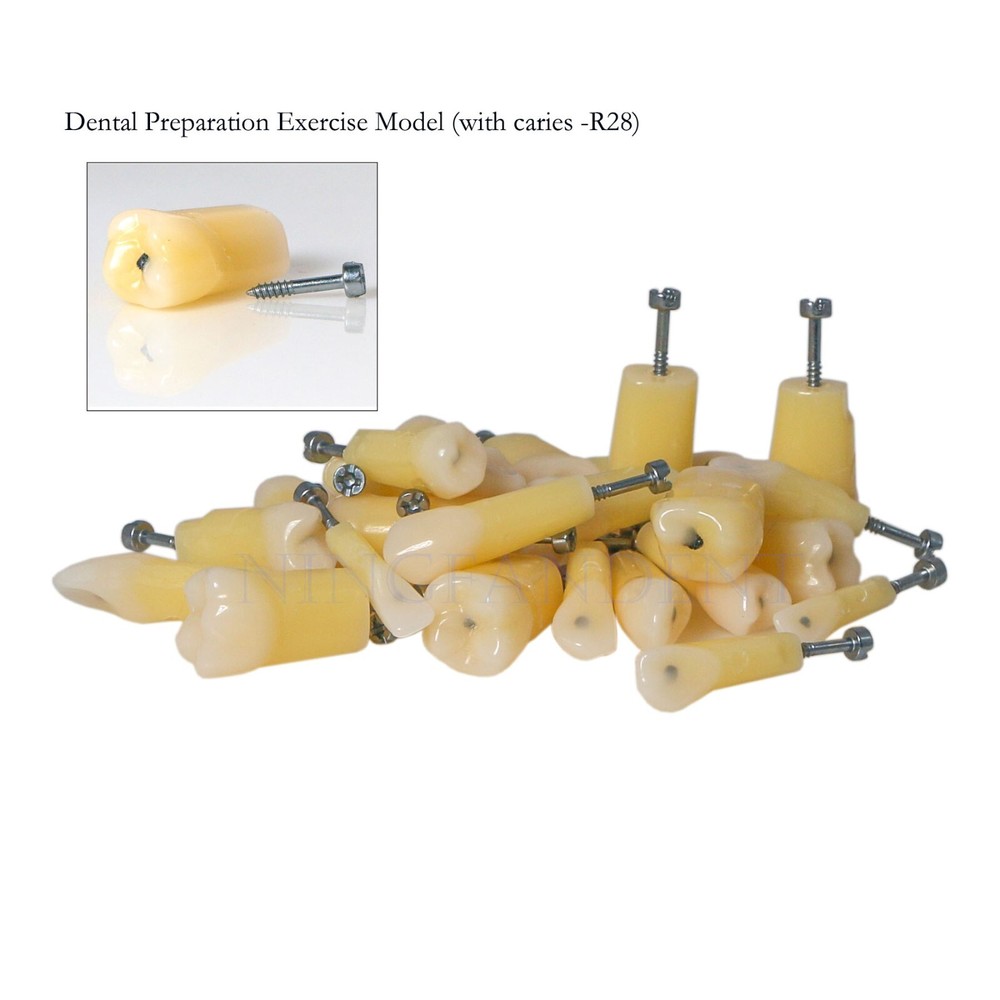 Dental 28Pcs Teeth Kilgore Nissin 200,Caries Root Canal Practice Replace Teeth