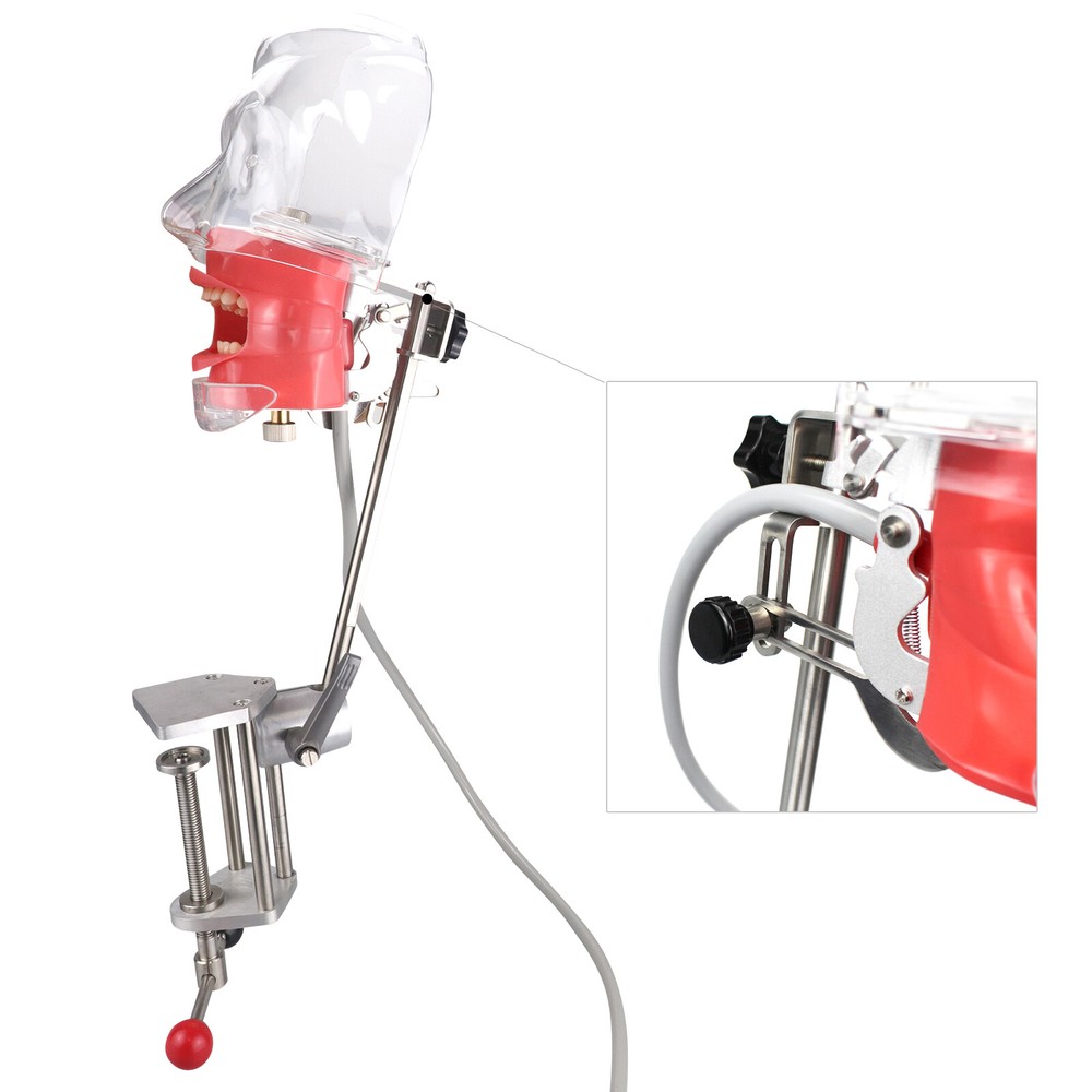 Dental Silicone Phantom Head Model&Replacement Teeth Model Manikin Head Model CE