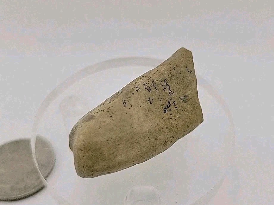 Fossil Dinosaur Permineralized Tooth T-rex 🦖