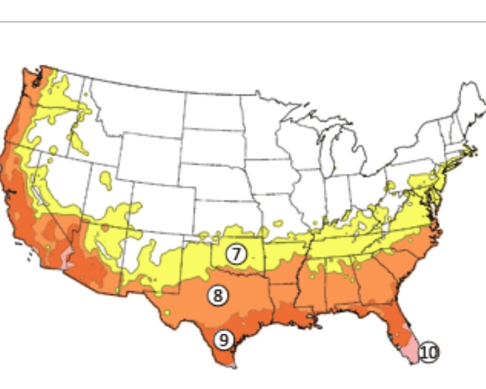 50 Containerized Longleaf Pine Seedlings (NOT BARE ROOT)