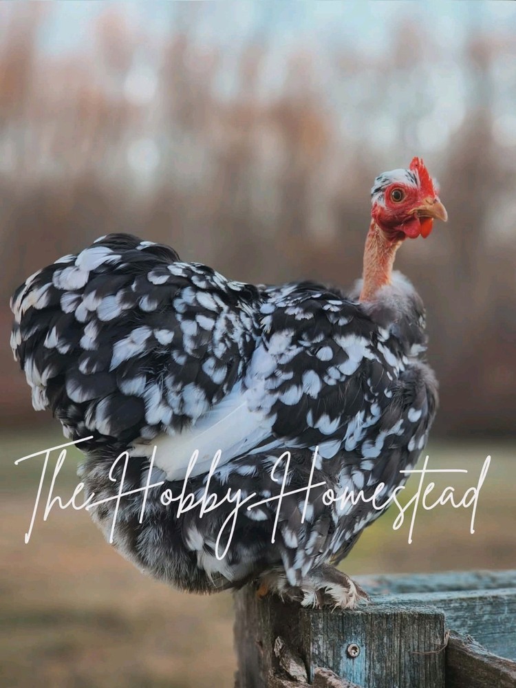 6 Calico Cochin Bantam Hatching Eggs