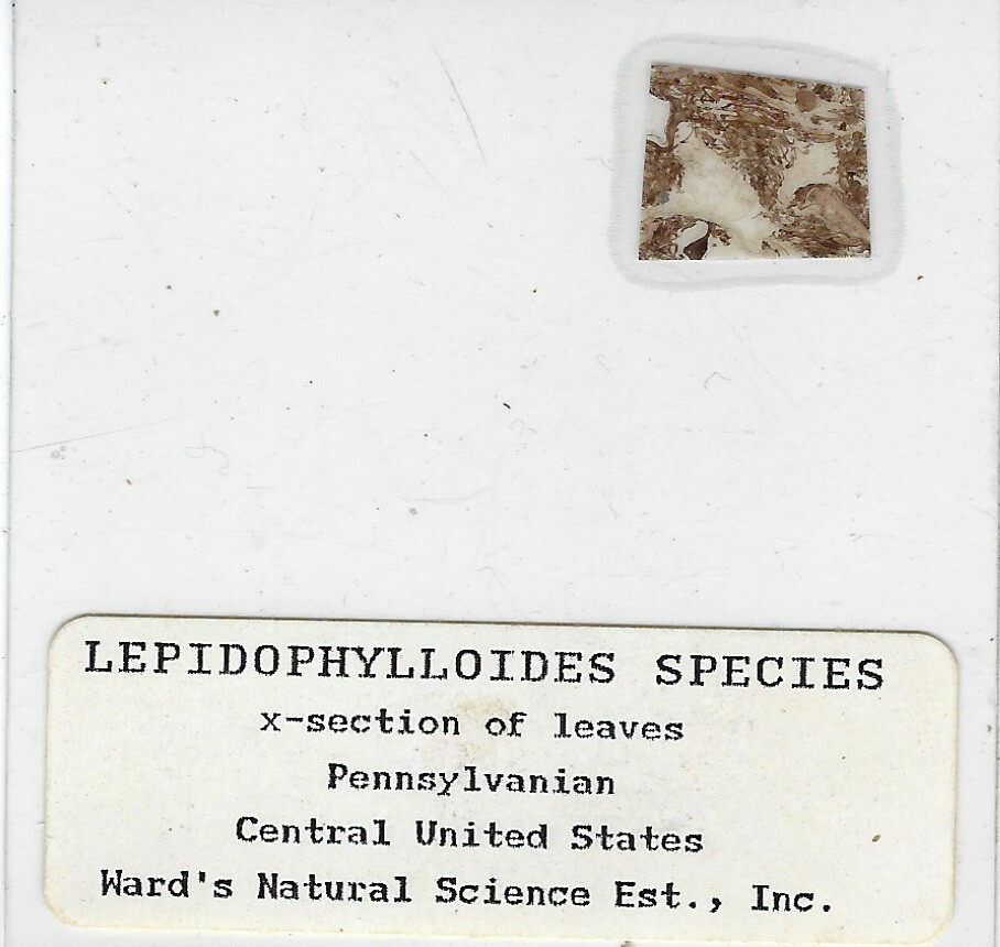 Coal Ball Peel of Lepidophylloides sp. Microscope Slide