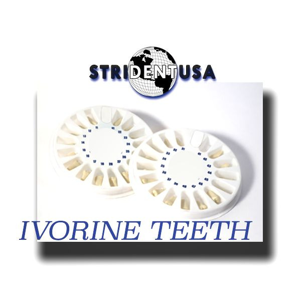 IVORINE TEETH REPLACEMENT FOR TYPODONT MODEL 200 (UPPER AND LOWER) 32 TOTAL