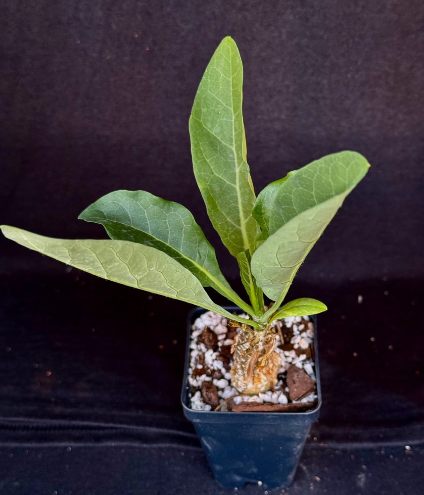 Cephalopetandra ecirrhosa , caudiciform