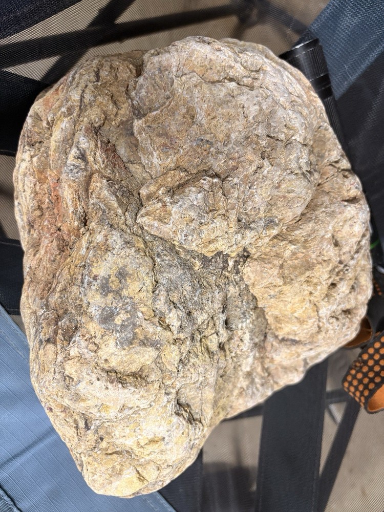 Crystallized Petrified Wood