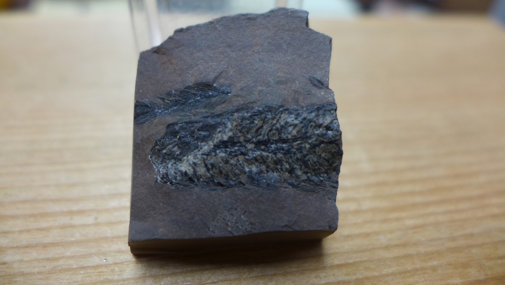 GEOLOGICAL ENTERPRISES PENNSYLVANIAN  FOSSIL CONE LEPIDOSTROBUS England
