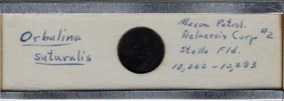 Foraminifera Orbulina suturalis Microfossil Microscope Slide