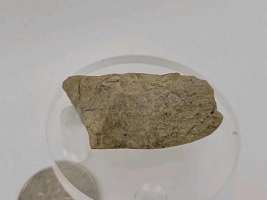 Fossil Dinosaur Permineralized Tooth T-rex 🦖