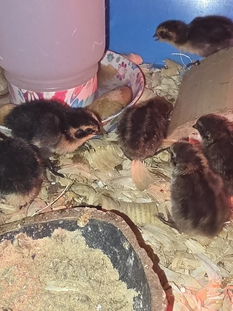 24 Jumbo Black Coturnix Quail Hatching Eggs