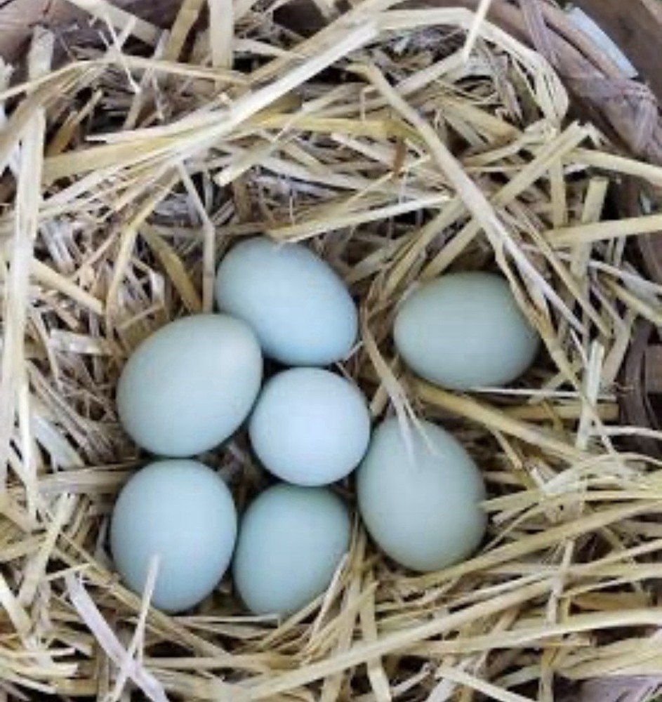 Cream Crested Legbar Chicken Eggs
