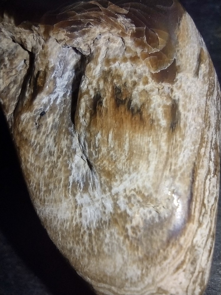 Polished Petrified Wood 1.51oz