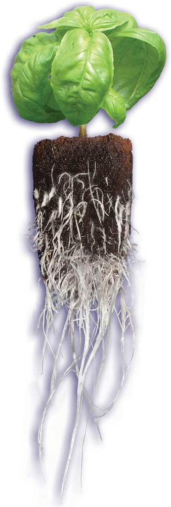 Rapid Rooter Plant Starters, 50 Plugs