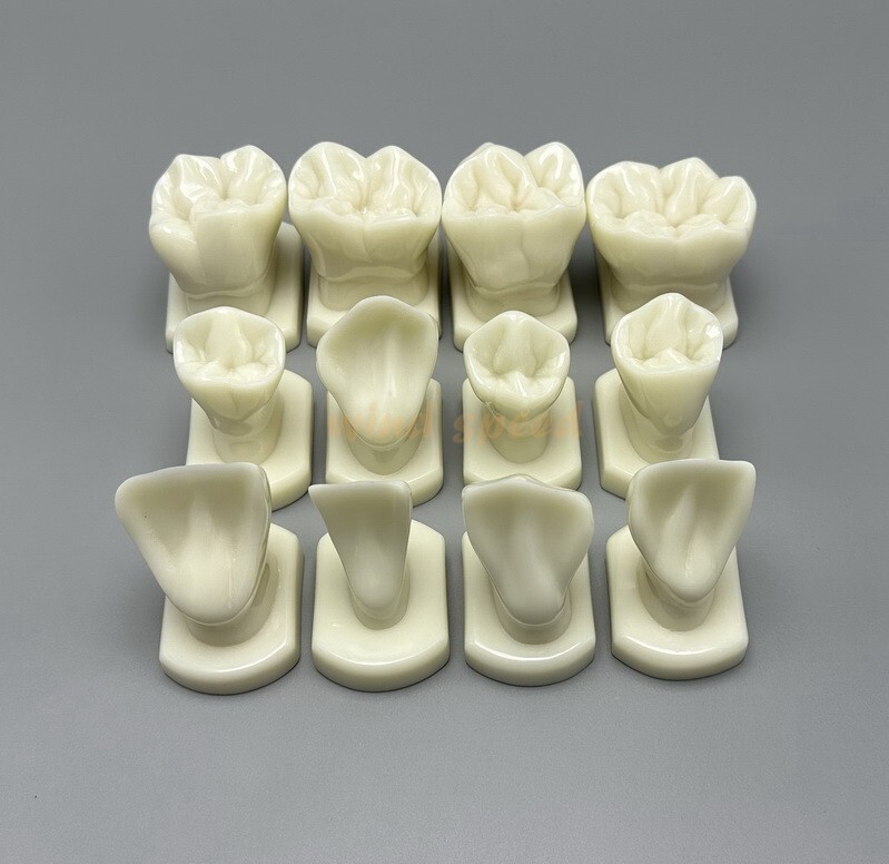 Dental Teeth Form Models OrthodonticTypodont Model For Lab Teaching Tooth Study