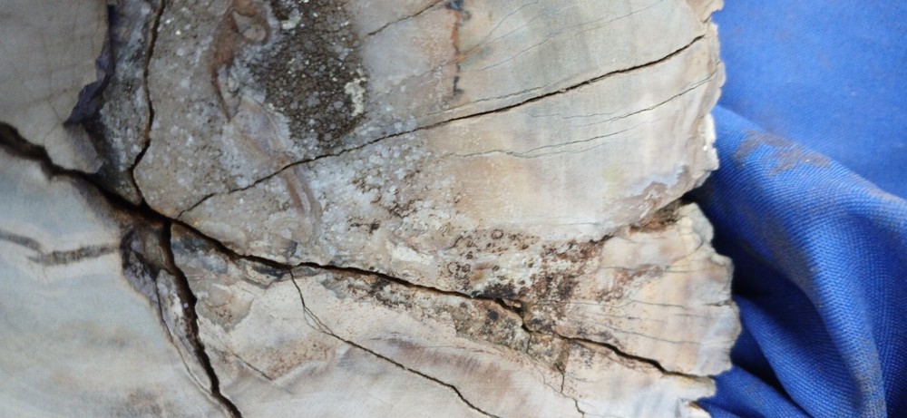 Petrified wood Log