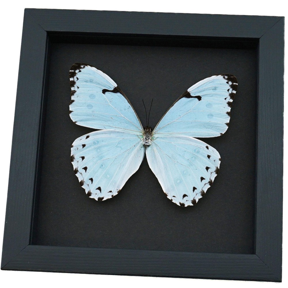 Real Blue Morpho Butterfly Morpho catenarius Framed Moonlight Display