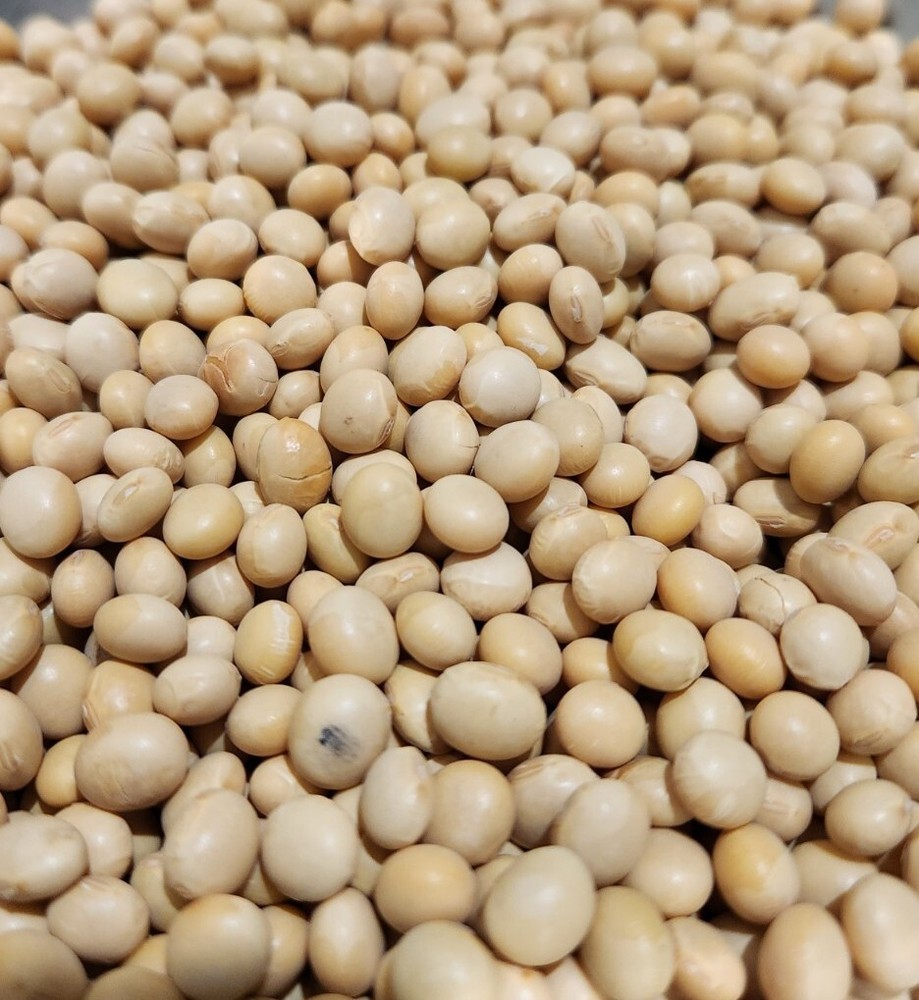 Soya Bean Seeds (Soybeans) - 1Kg