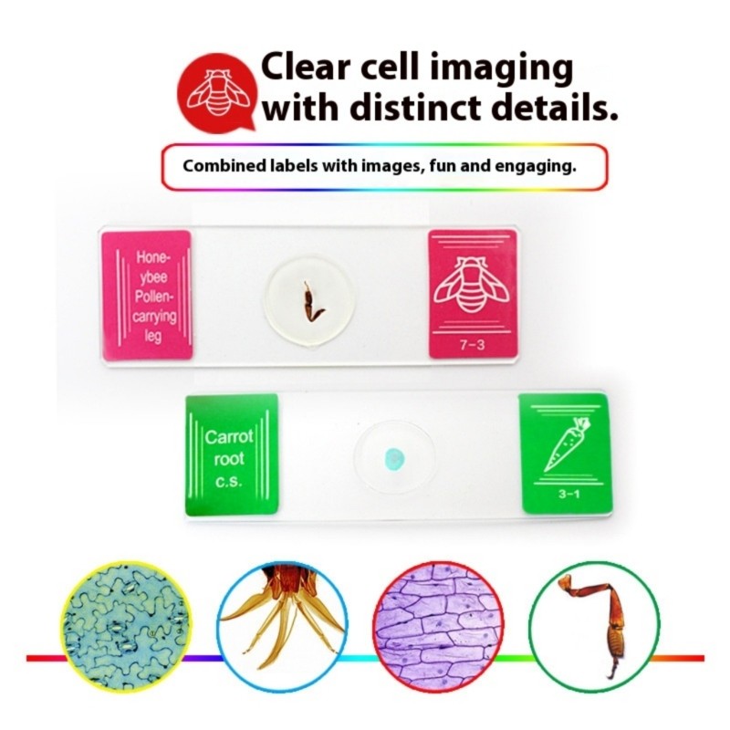 35PCS Strong Microscope Prepared Slides Seven Biological Specimens for Science